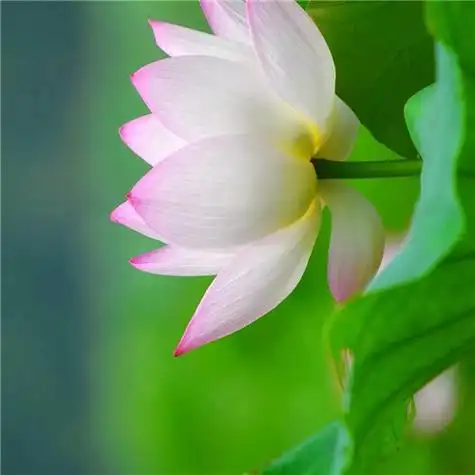 131张最漂亮荷花大全头像 唯美适合做头像的荷花图片_微信头像_头像屋