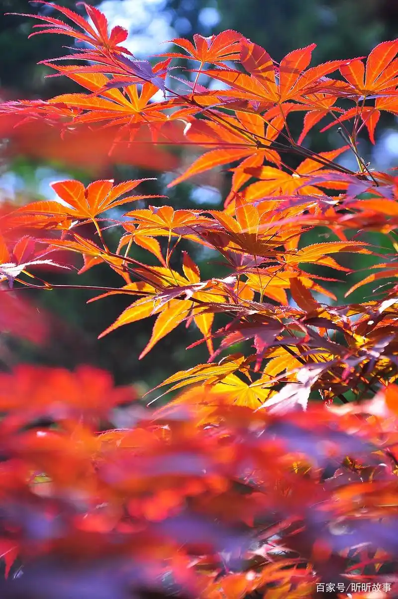 深秋的枫叶