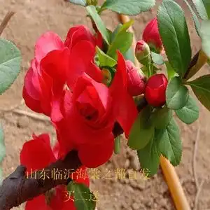 【红千鸟海棠】红千鸟海棠品牌,价格 - 阿里巴巴