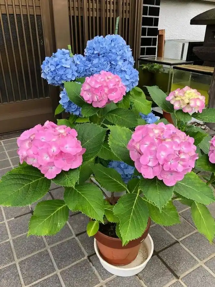 盆栽绣球花养护指南,教你如何养开花,怎么施肥和度夏