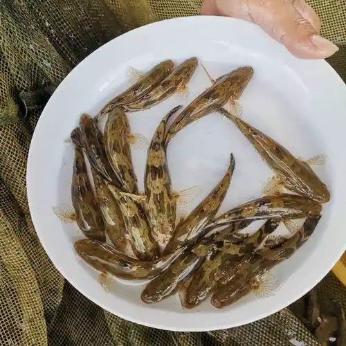 2021笋壳鱼 笋壳鱼苗 泰国笋壳鱼苗 杂交笋壳鱼 苗场批发