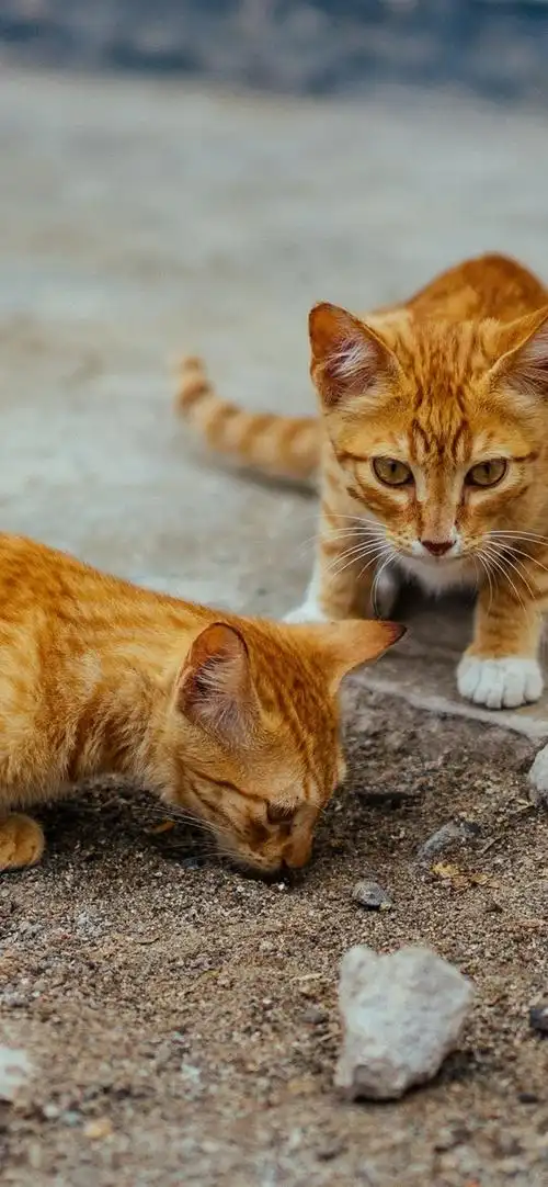 两只可爱的条纹小猫 iphone 壁纸