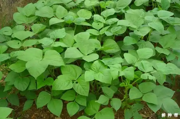 大豆叶片生长有什么特点