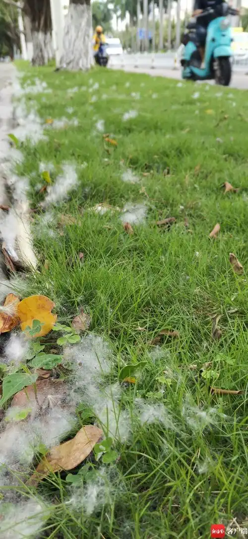 海口大白天飘起"雪花"?过敏人群注意!木棉絮来了-新闻中心-南海网