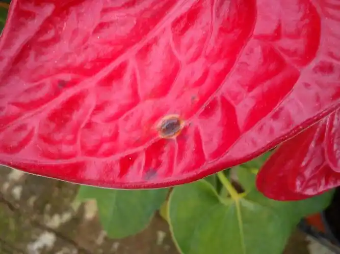 求专家鉴定一下红掌花这是得了什么病