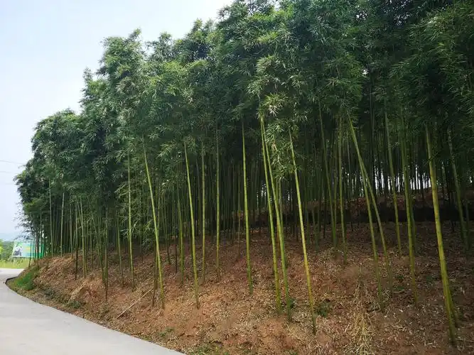 写美篇         大足雷竹生态农业科技园区主要从事笋竹种植,加工