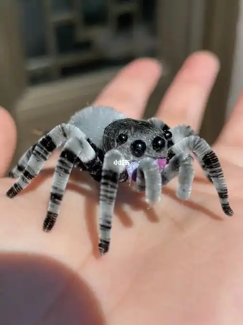 绒花蜘蛛小跳蛛真可爱