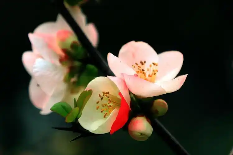 复色海棠(东洋锦)