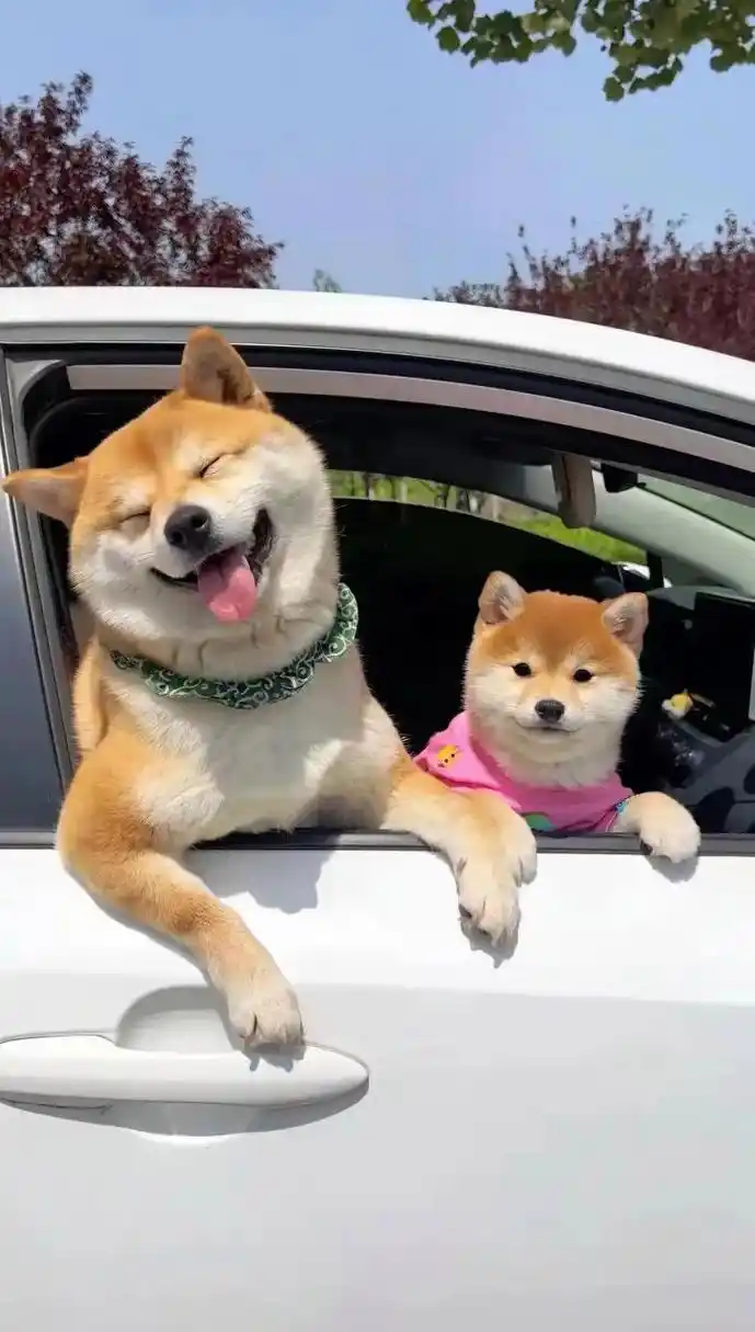 狗狗治愈的笑脸,真的让人心情大好,要把狗狗的笑收藏起来.