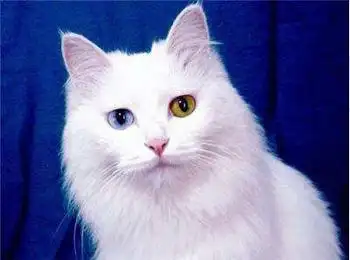 波斯猫的鸳鸯眼