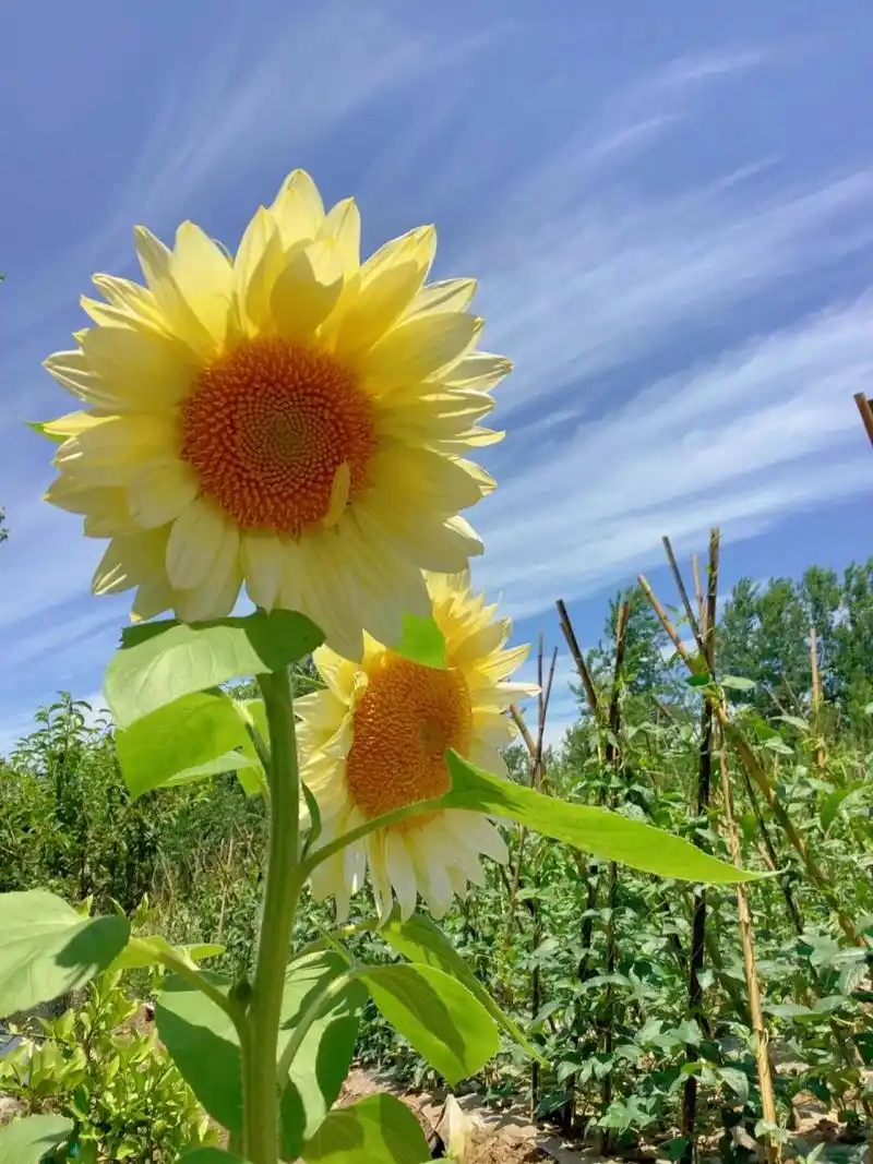 阳光下的向日葵97 拥有蓝天白云,晴空万里的向日葵97,才是最幸福