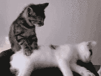 猫咪搞笑动态图合集 最搞笑的还是喵星人