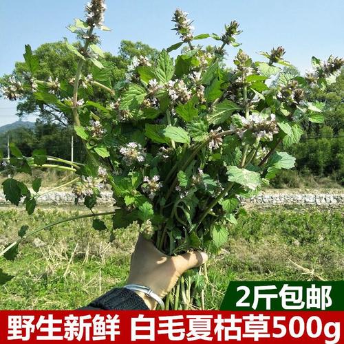 干货白毛夏枯草500g野生筋骨草散血草破血丹退血苦地胆白头翁草药
