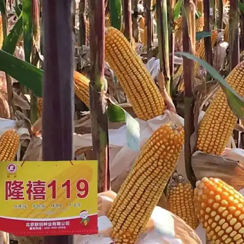 2020年审定.珠高2.63.穗位90!珠高矮,穗位整齐!高抗倒伏!紫杆紫叶!