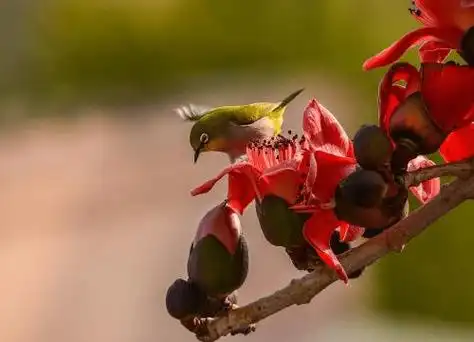 有关木棉花的传说