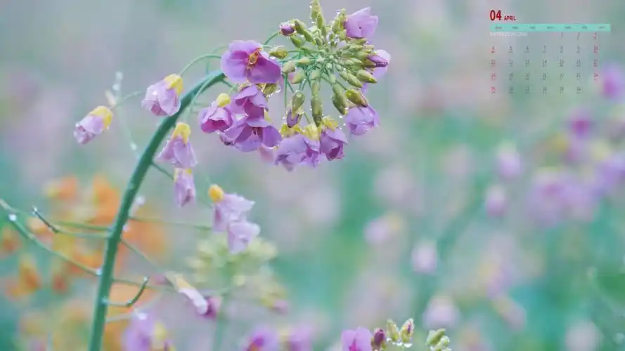 彩色油菜花2021年4月日历,月历壁纸-回车桌面