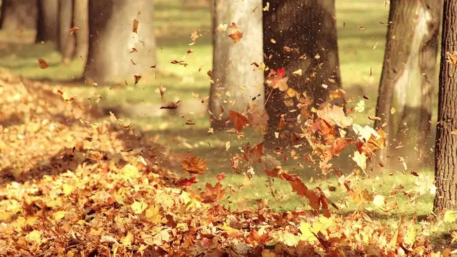 秋季枫叶唯美意境高清原图查看