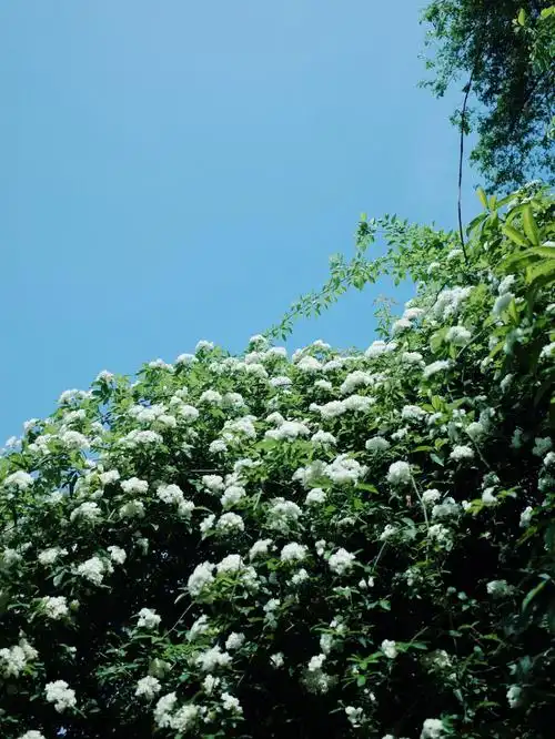 七里香懒洋洋的