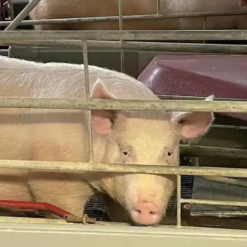 我的最爱是一头可爱的大猪猪