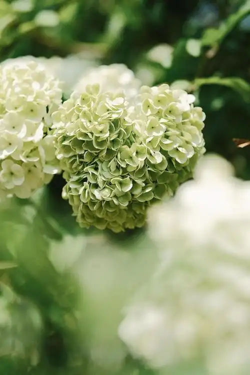 春天不能错过的绣球花