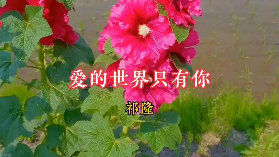 好听的经典老歌《爱的世界只有你》