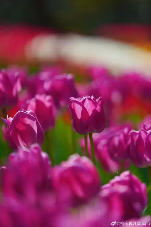 壁纸 花 桌面 690_1035 竖版 竖屏 手机