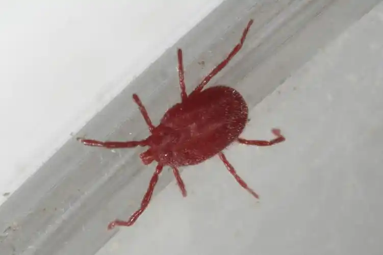 无人,横图,俯视,室外,特写,白天,美景,昆虫,景观,一只,红色,自然,动物