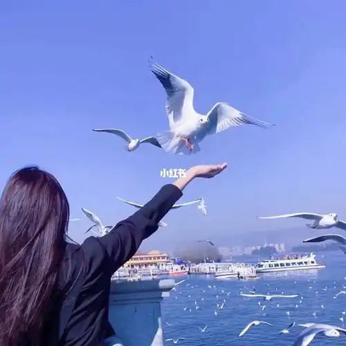 有机会去看一次海鸥吧和你