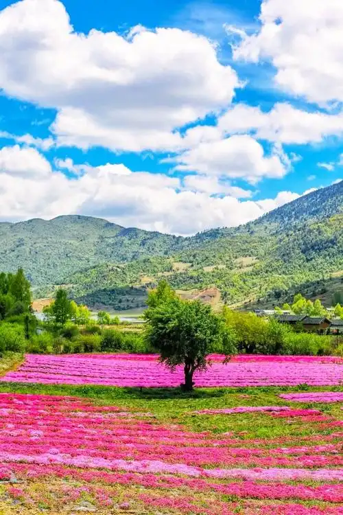 比泸沽湖纯净比洱海文艺,丽江这5个绝美小众景点,去过算我输