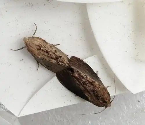 蜜蜂#版纳植物园在大蜡螟对蜜蜂报警信号的响应研究中获进展 技术