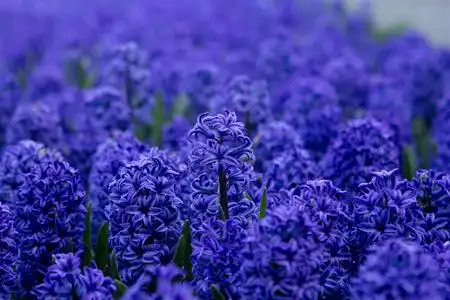 blankytně modré květy hyacinty深蓝色的风信子花照片