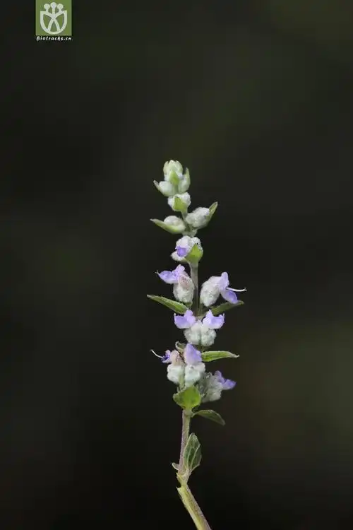 毛萼香茶菜(isodon eriocalyx) (2).jpg 相邻时间拍摄的照片      张