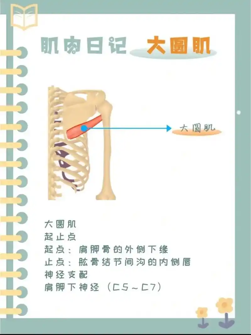 大圆肌 #小背阔肌 #大圆肌的功能 # - 抖音