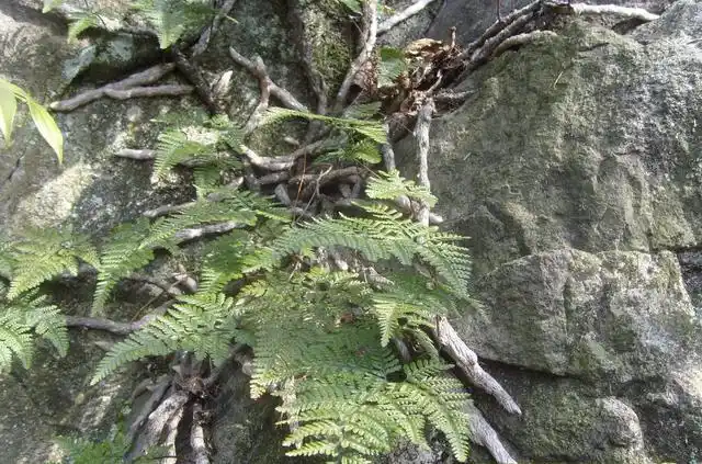 白毛蛇是一种什么样的植物?