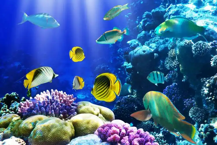 潜水员海洋大海水下画面热带鱼观赏鱼动物海洋动物海底世界热带鱼类