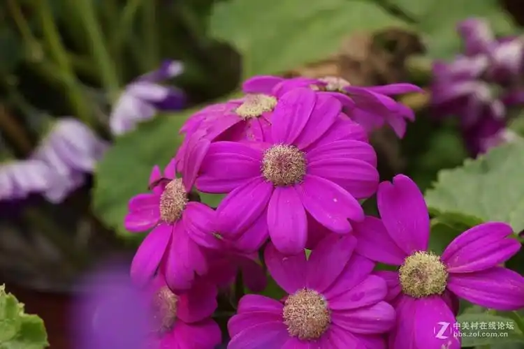 花园里花朵真鲜艳一组用索尼a65美能达百微拍摄的花卉