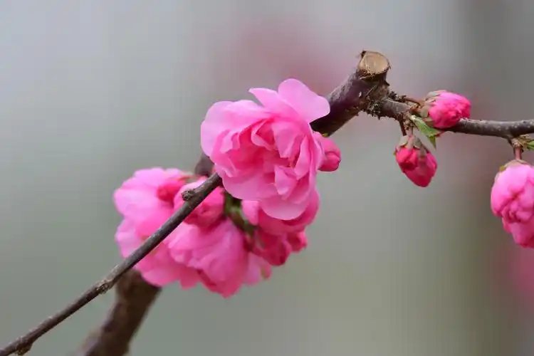 鲜艳靓丽的梅花