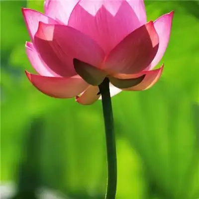 惊艳的荷花头像图片合集 荷花出于污泥而不染_微信头像_头像屋