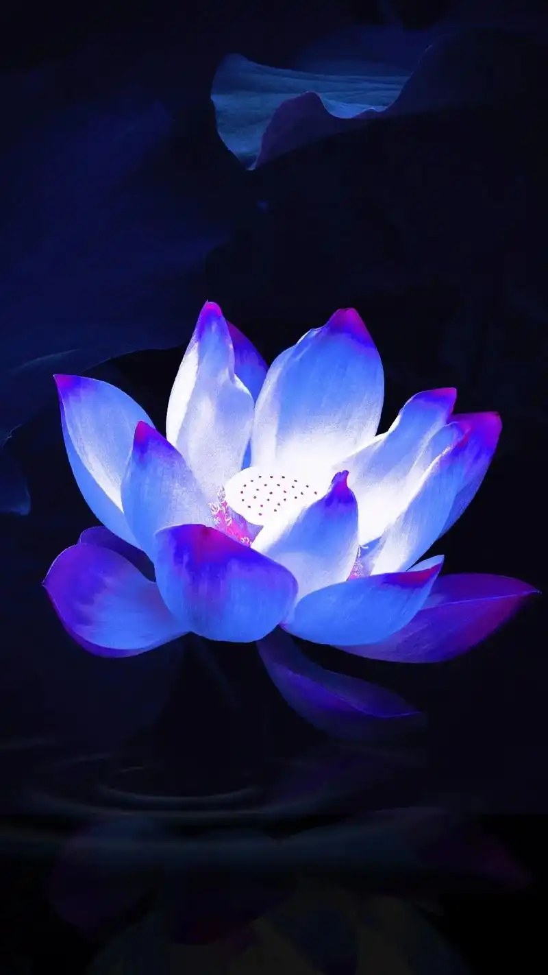 当你看到这发光朵荷花时,意味着6月会有好事发生在你身上,不管 - 抖音