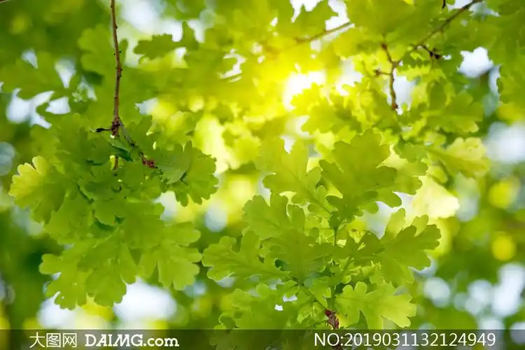 春夏时的树枝绿叶特写摄影高清图片_大图网图片素材