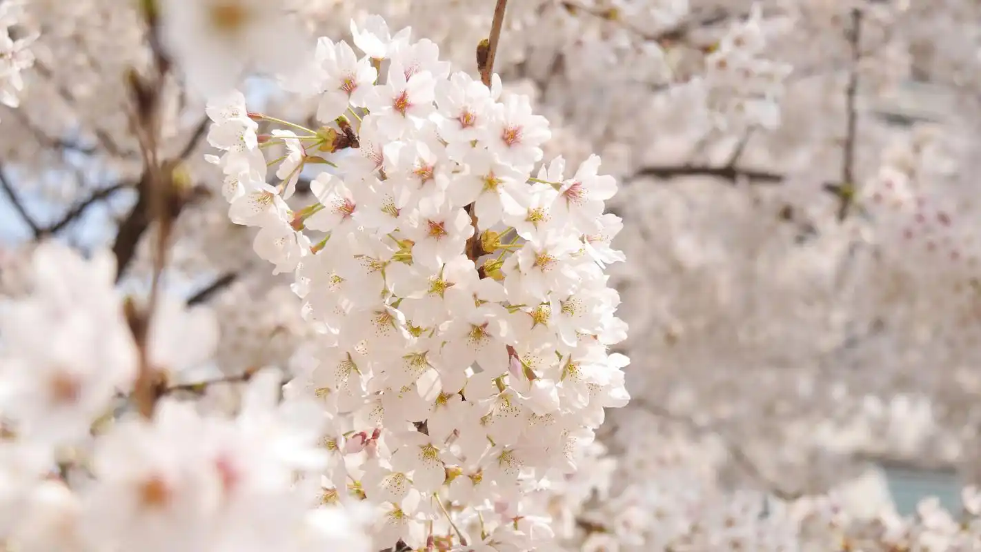 清新唯美各色樱花高清桌面壁纸