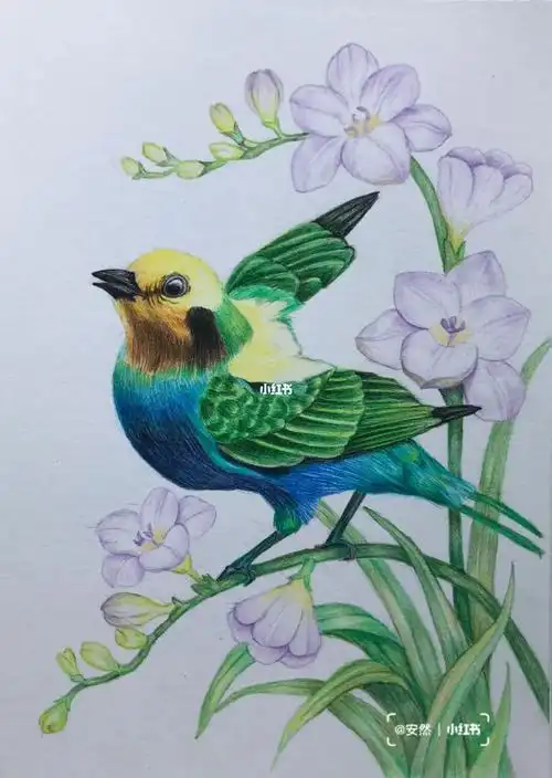 花鸟彩铅