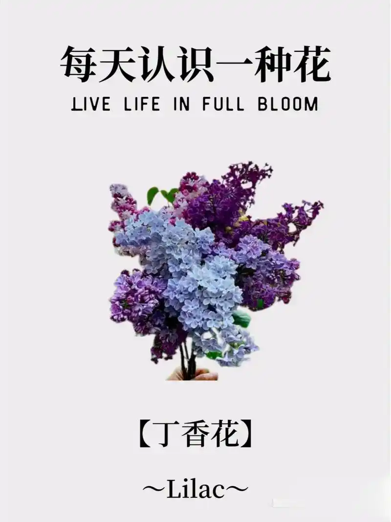 每天认识一种花——丁香花.#花的1001种表白方式 #一花一 - 抖音