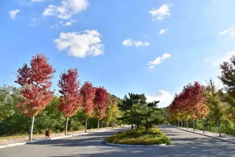 刷爆抖音 朋友圈的网红粉色花海这里也有,景美人少还免费!