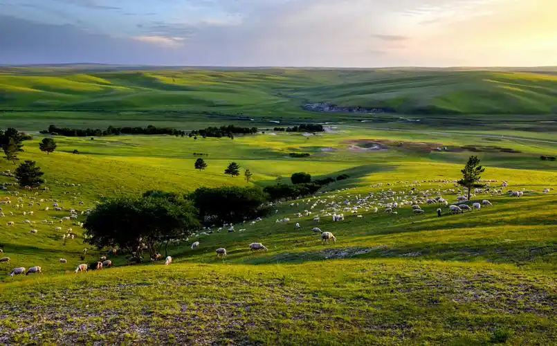牛羊满山坡是草原上永恒的风景.