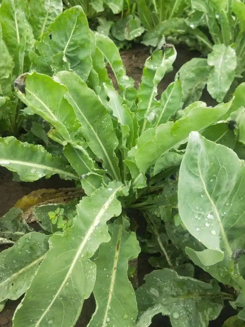 每日植物-板蓝根却不是板蓝的根?