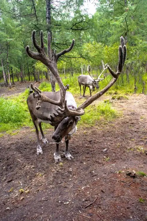 呼伦贝尔,漠河自驾摄影采风(六)根河鄂温克族驯鹿2018年7月28～8月8日