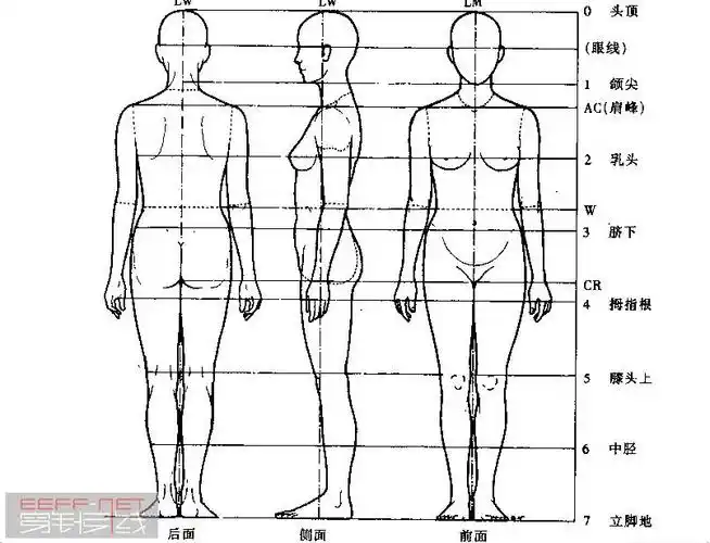 成年女人体比例关系全图.jpg
