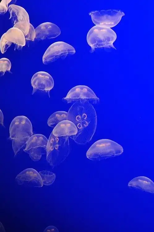 royalblue宝蓝色是蓝色的一种纯净蓝宝石的颜色在色谱中算是纯蓝色调