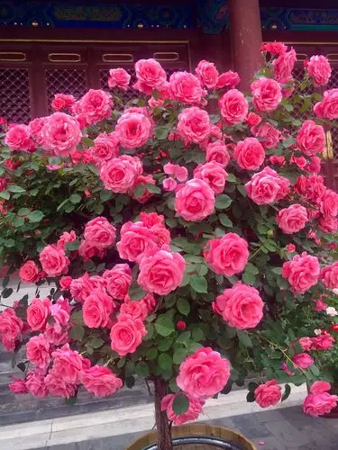 天坛公园的月季花最漂亮了!